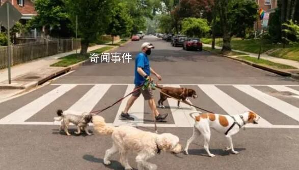美國多州爆發(fā)神秘犬類傳染病 尚不清楚發(fā)病機(jī)理