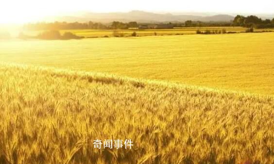 阿根廷谷物貿易幾乎癱瘓 大豆玉米和小麥均遭到了不同程度的減產
