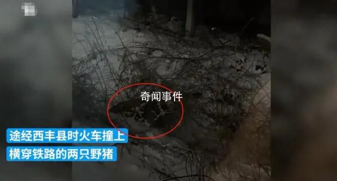 K7541列車與兩頭野豬相撞致晚點 引發(fā)輿論關(guān)注
