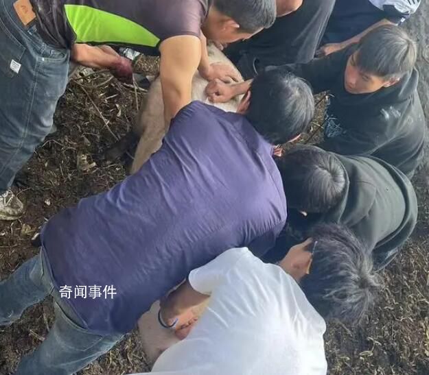 云南部分鄉(xiāng)鎮(zhèn)倡議不搞“殺豬飯” 引發(fā)網(wǎng)友熱烈討論