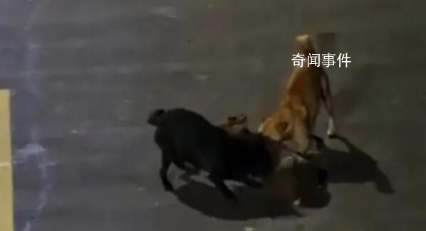 大學生用無人機救遭撕咬保護動物 學生們見狀遠程救援