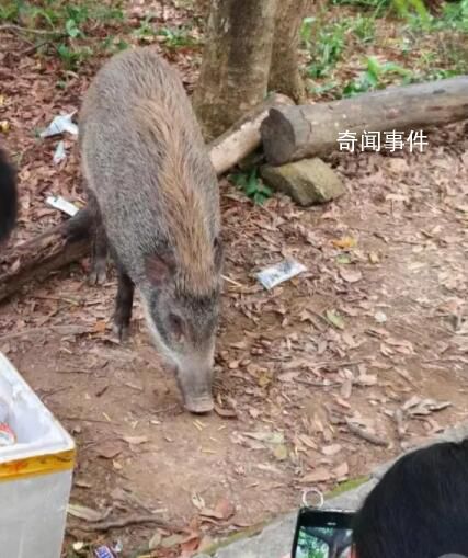 深圳一景區(qū)野豬被投喂成網(wǎng)紅豬