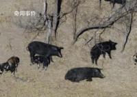 加拿大“超級豬”入侵美國 已對當地生態構成威脅