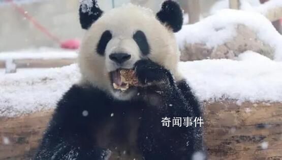 萌蘭滾了一身炸裂糖霜 網(wǎng)友：這是可鹽可甜的雪佛蘭呀
