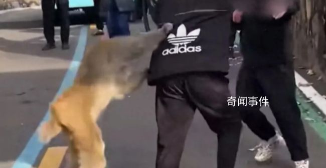 猴子強搶男子食物被踢開 景區(qū)回應