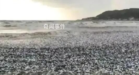 日本北海道海岸現(xiàn)大量沙丁魚尸體 目前原因不明