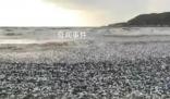日本北海道海岸現大量沙丁魚尸體 目前原因不明