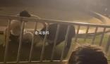 黑熊表演時抱咬馴獸師 動物園回應
