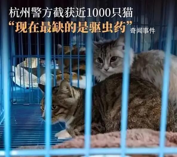 女孩一年舉報幾十個貓販子窩點
