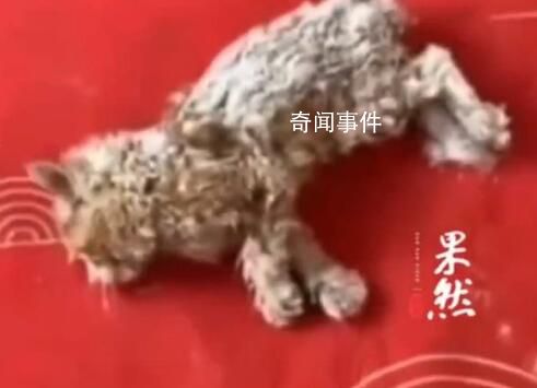 小貓雪天被凍僵女子用吹風(fēng)機救活