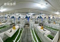 北方非洲豬瘟疫情發酵 養豬人該如何自救