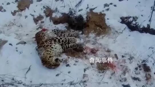 還原東北虎捕殺東北豹搏斗經(jīng)過(guò)