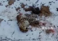 還原東北虎捕殺東北豹搏斗經(jīng)過