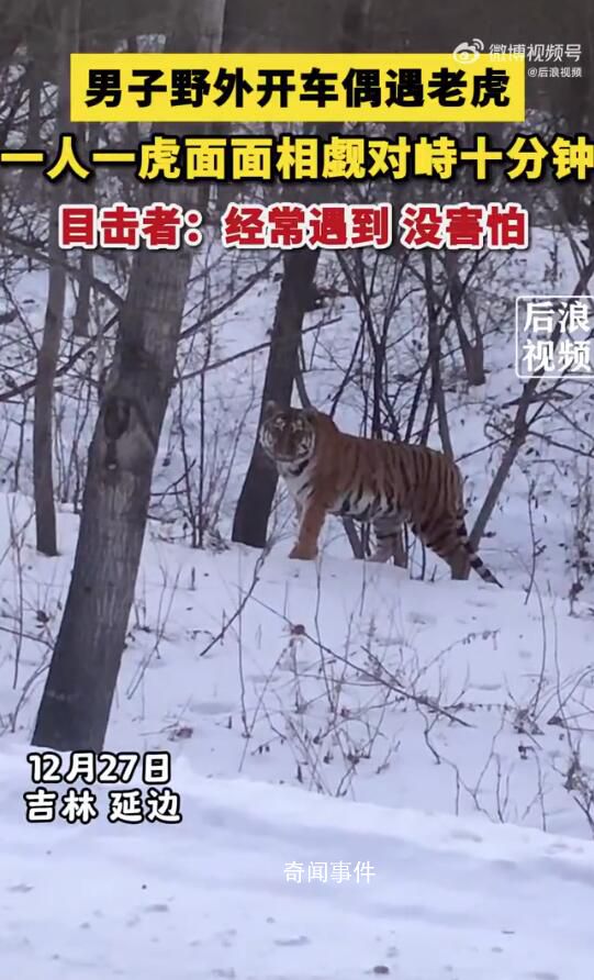 男子開(kāi)車遇東北虎 雙方對(duì)峙10分鐘