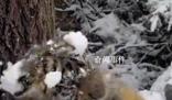 女生和虎寶寶玩雪 老虎無(wú)還手之力