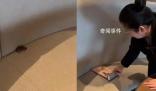 男子遇老鼠霸座 店員:沒(méi)老鼠不可能