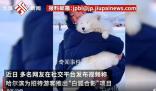 哈爾濱景區(qū)回應(yīng)請(qǐng)白狐迎客:不咬人