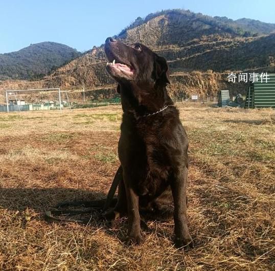 浙江5條退役警犬找領養 參加過搶險救災見過大場面