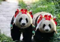 為什么大熊貓性別難識(shí)別 譚爺爺透露大熊貓“和葉”是雌性