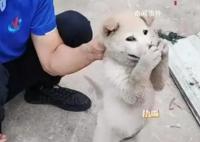 狗狗偷咬主人被抓包急忙捂嘴 小狗防住了一個(gè)大嘴巴子