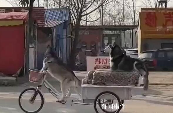 狗狗騎著賣切糕老板的車走了 這一幕不僅讓網(wǎng)友們笑噴