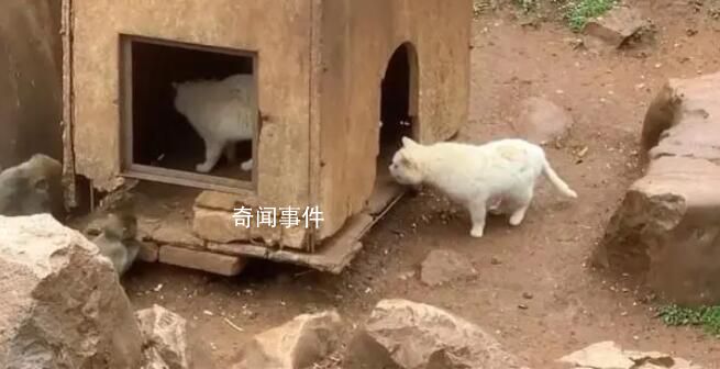 “貓猴共處”風波中的昆明動物園