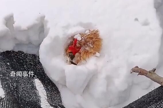 主人撿雞蛋發(fā)現(xiàn)雞被雪埋3天還活著 當(dāng)時(shí)它應(yīng)該是在下蛋被大雪掩埋了