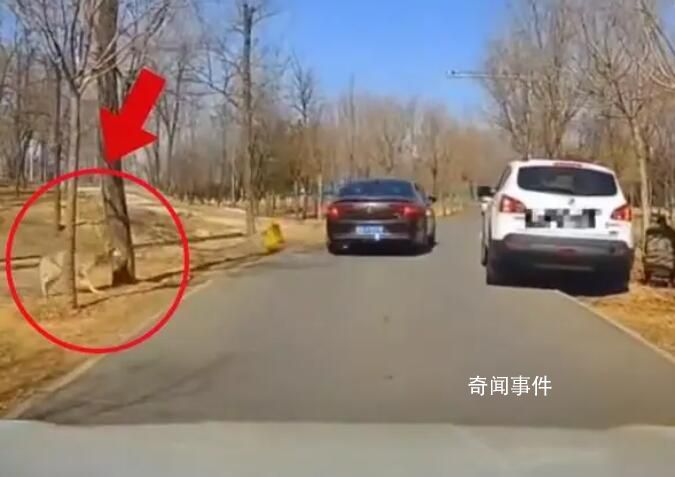 女子野生動物園下車?yán)乔那目拷?太可怕了