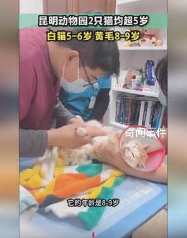 小動保:貓被猴子長期欺負(fù)變得很乖