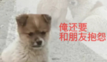 胡說八道文學(xué)是什么梗 胡說八道文學(xué)是什么意思
